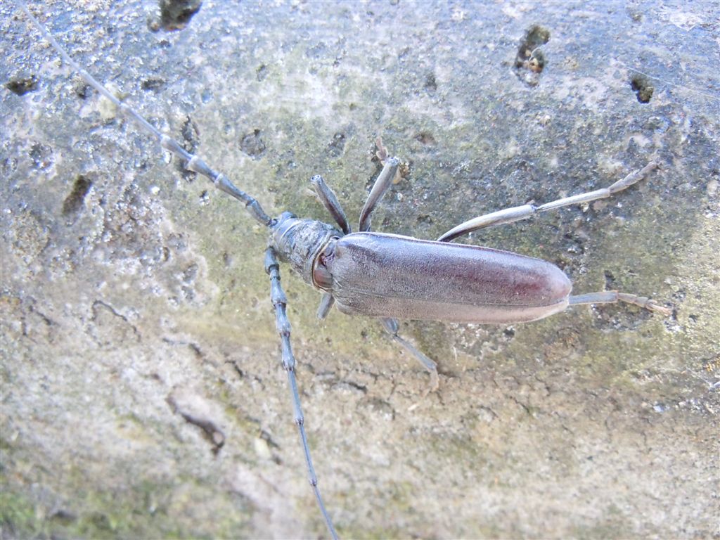 Enorme Cerambycidae - Cerambyx welensii